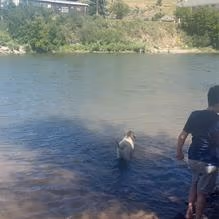 Jacobs Island Bark Park photo 2
